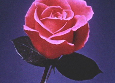 Flowers blooming in fast motion